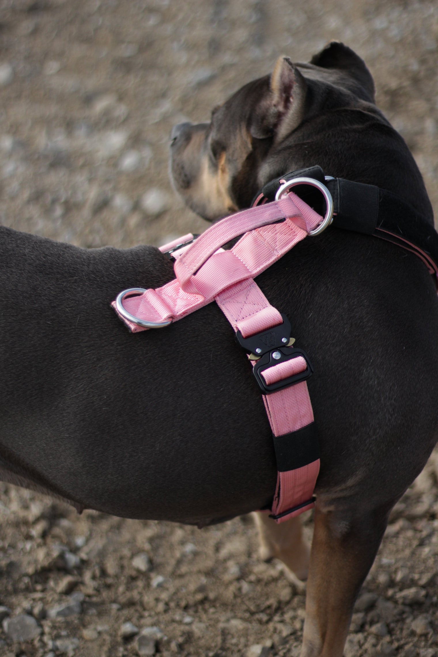 Muscular dog outdoors wearing a pink Terrain harness