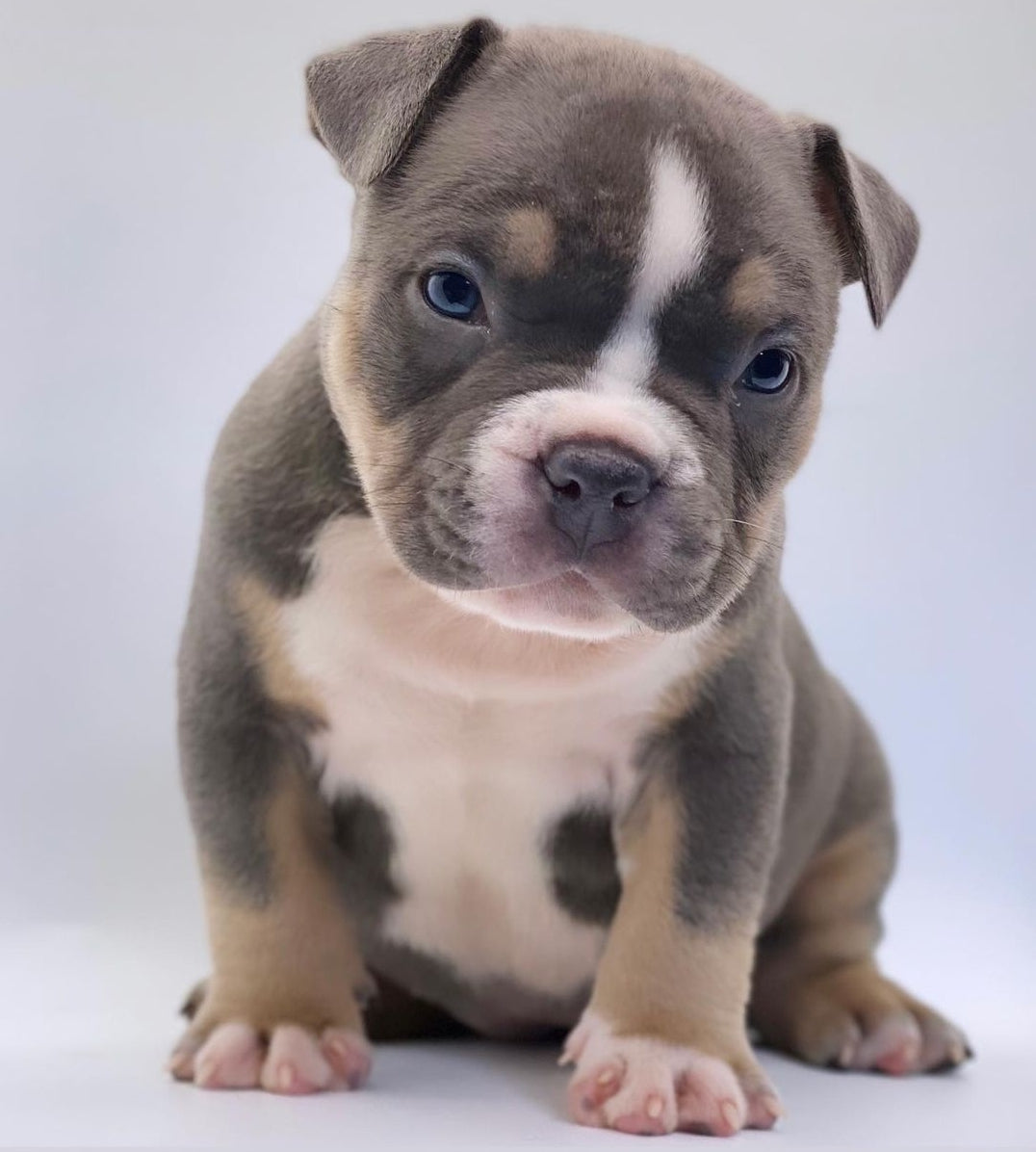 Adopting vs. Buying a dog... What's the best option for you?