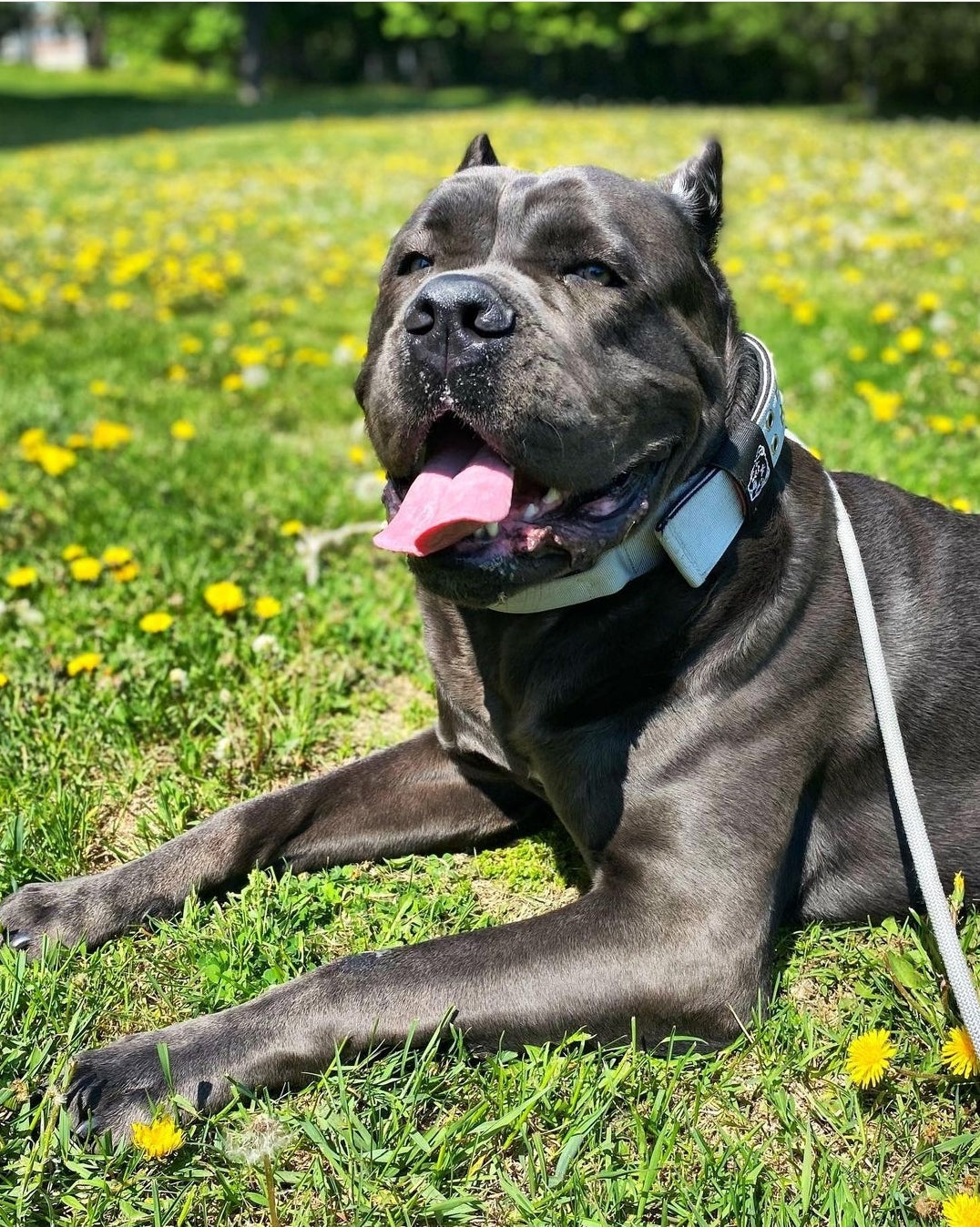 Heatstroke in Dogs - Signs, Symptoms and How to Cool Down