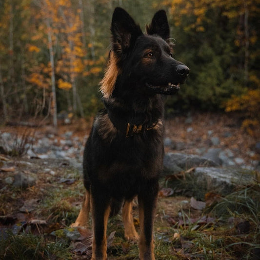 5 Ways to Enjoy the Great Outdoors with Your Dog this Spring