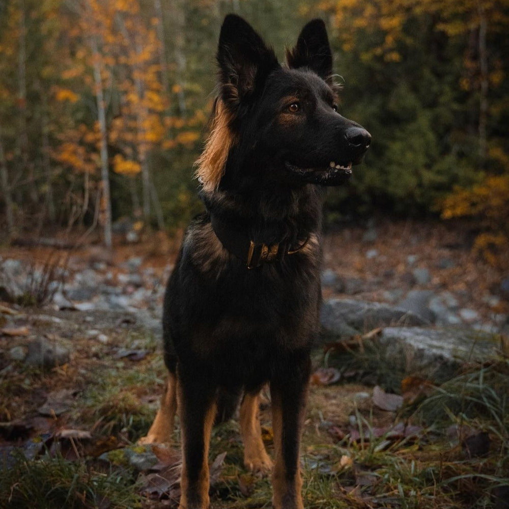 5 Ways to Enjoy the Great Outdoors with Your Dog this Spring