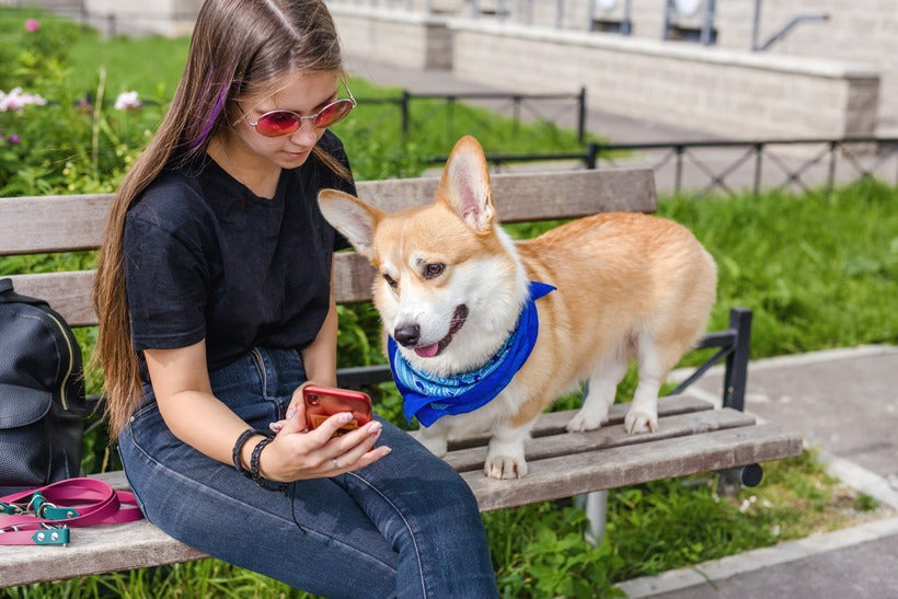 The Best Dog Training Apps for 2024 - Train Your Dog on the Go