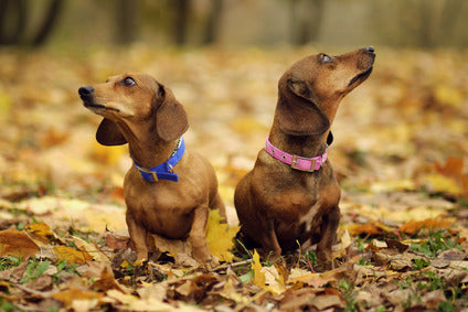 4 Best Collars for Dachshunds