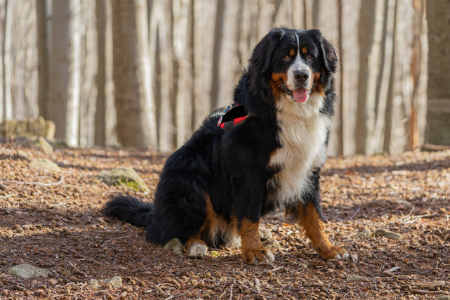 Best Dog Collars for Bernese Mountain Dogs