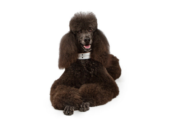 Best Collars for Poodles - Practical and Stylish Collars for All Sizes