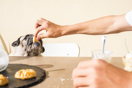 Common Foods Dogs Can and Can't Eat