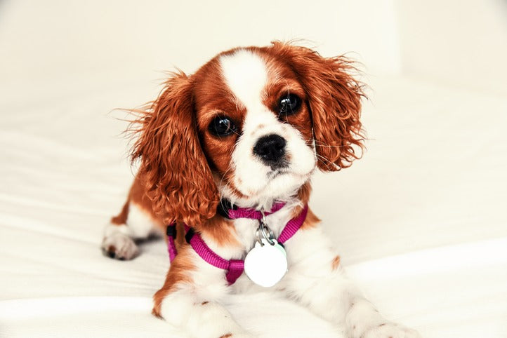 Choosing the Right Collar for Your Cavalier King Charles Spaniel