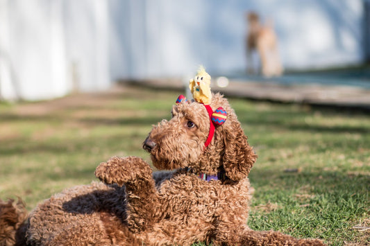 Best Collars for Goldendoodles - Soft and Durable