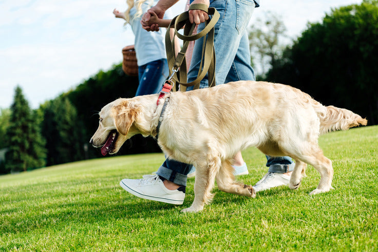 Golden retriever walking on a leash beside two people on a green lawn