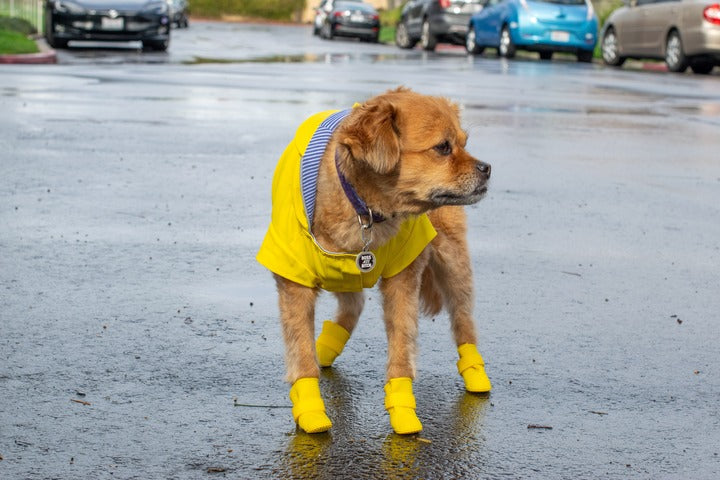 Brown dog wearing a yellow raincoat and yellow boots while standing on wet pavement