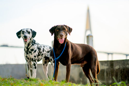 4 Best Collars for German Shorthaired Pointers