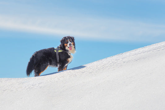Bernese Mountain Dog Harness Guide