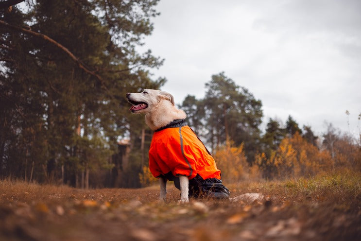 Light-coloured dog wearing an orange coat while sitting in an autumn forest clearing