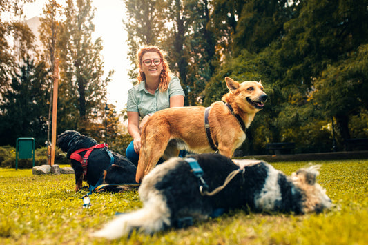 How to Train a Service Dog