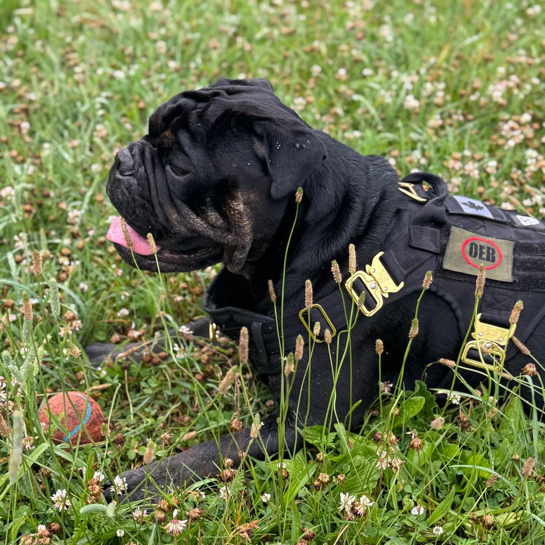 Black dog wearing a black HNTR harness in a grassy field with flowers