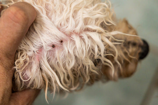 Flea Prevention and Treatment for Dogs