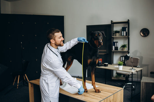 How to Get the Perfect Harness Fit For Your Dog