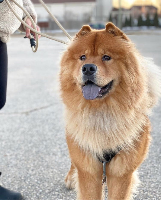 Chow Chow standing outdoors beside a handler holding a cream rope leash