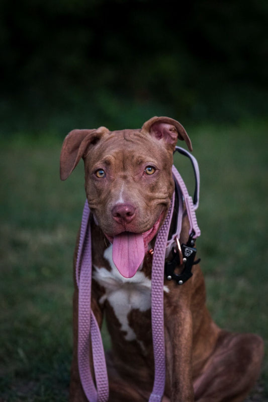 A brown dog is sitting with a collar and a leash
