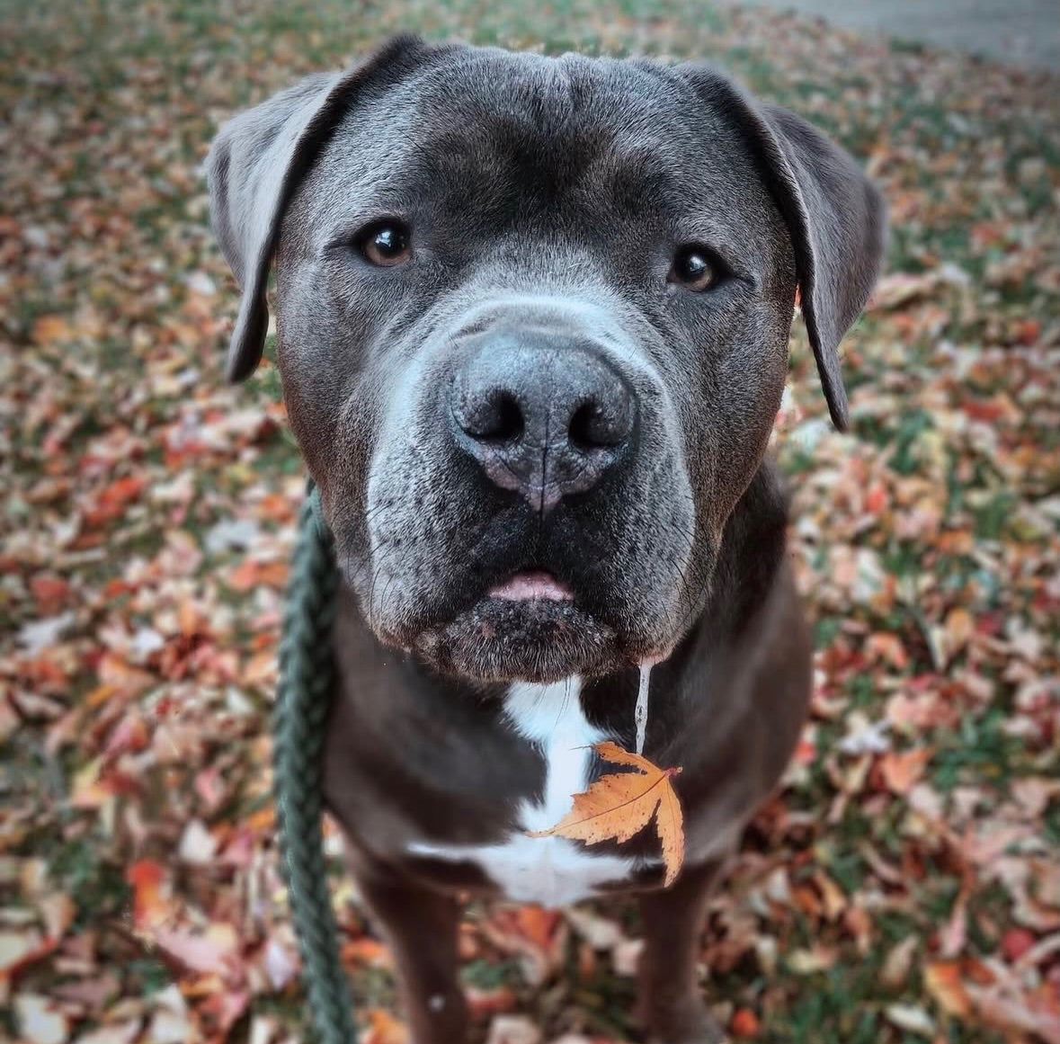 Grey dog wearing a collar and leash while sitting on autumn leaves