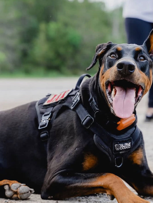 Black and tan Doberman lying outdoors in a black Alpine HNTR harness with a red-letter patch on the side panel