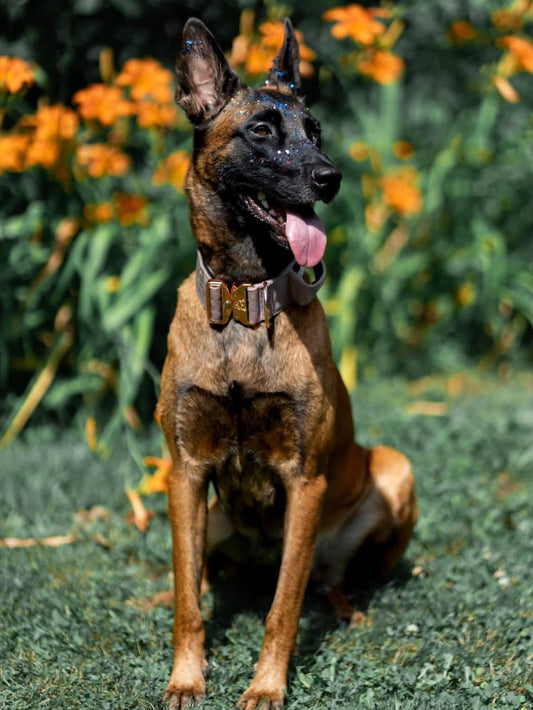 Brown and black Belgian Malinois sitting on green grass during a summer outing