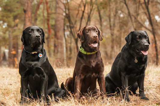 4 Best Dog Collars for Active Labrador Retrievers