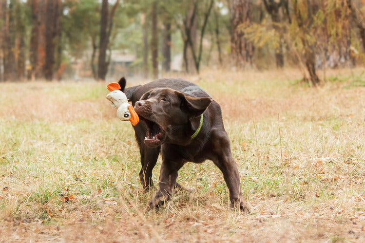 5 Must-Have Dog Toys for Large Dogs