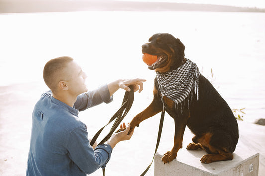 4 Collars for Rottweilers - Secure and Strong for a Protective Breed