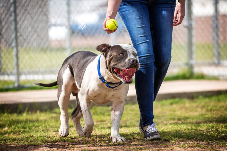 Understanding Pitbull Lifespan: How Long Do Pitbulls Live?