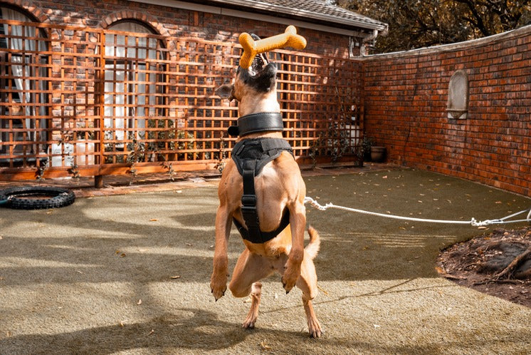 Top 10 Dog Harnesses With Handles for Extra Control and Safety – Alpine ...