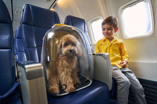 Flying High With Fido: Airlines That Welcome Large Dogs in the Cabin
