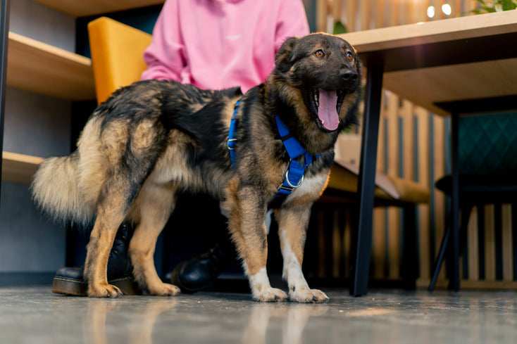 Choosing the Right Service Dog Harness