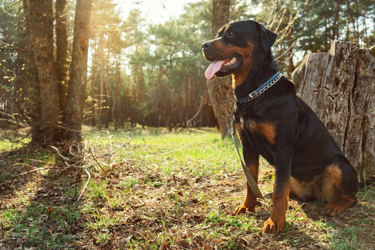 Rottweiler wearing a collar in a sunlit coniferous forest