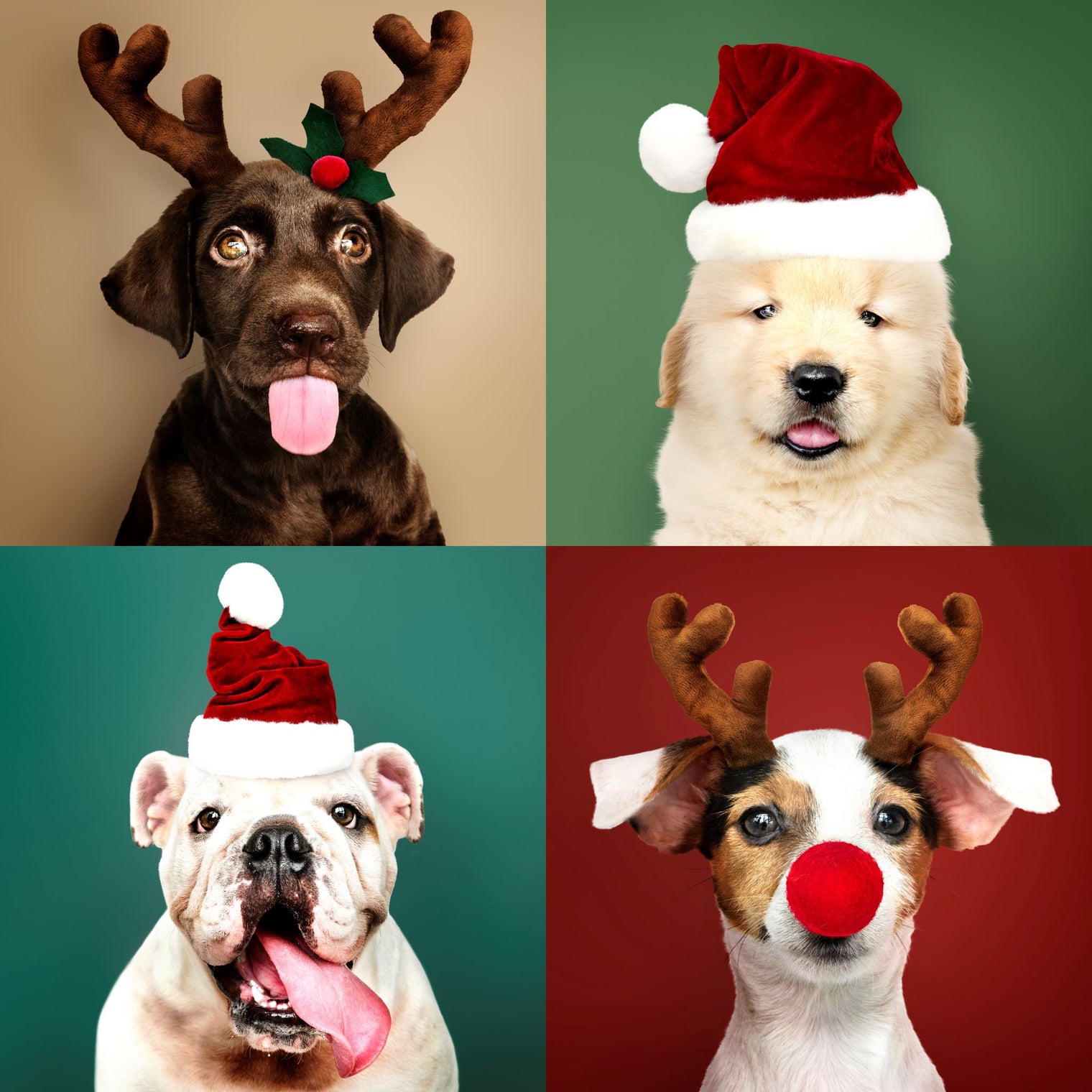 10 Christmas Gift Ideas for your Dog