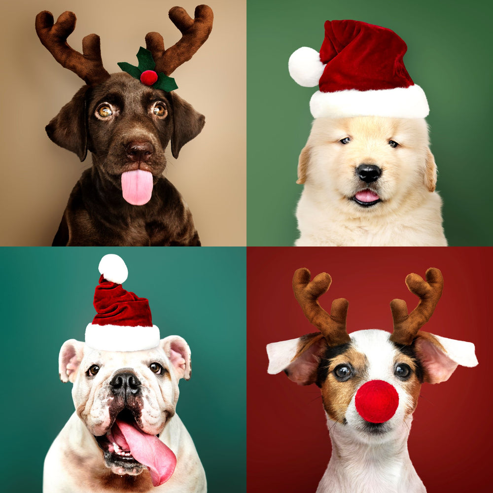 10 Christmas Gift Ideas for your Dog