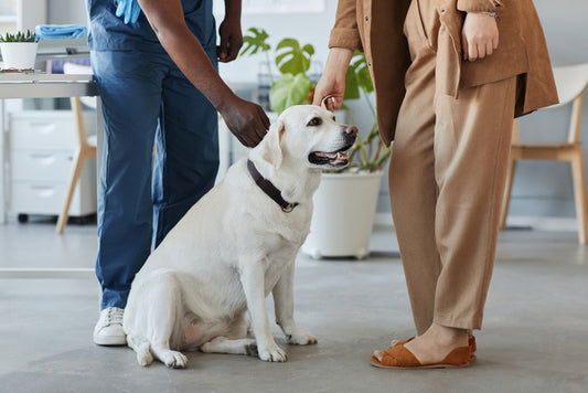 5 tactical collars for working dog breeds