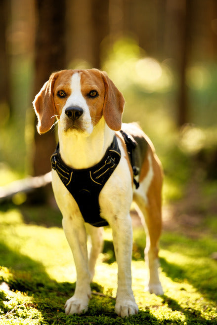 Beagle wearing a black harness in a sunlit autumn forest