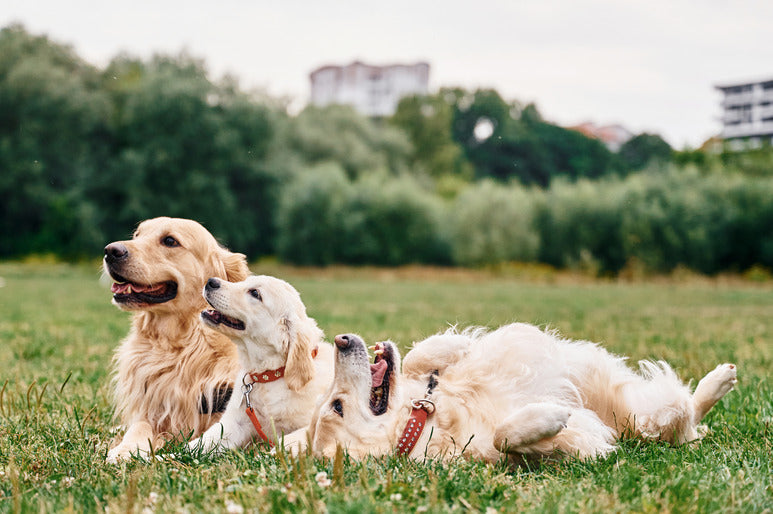 Top 5 Collars for Golden Retrievers