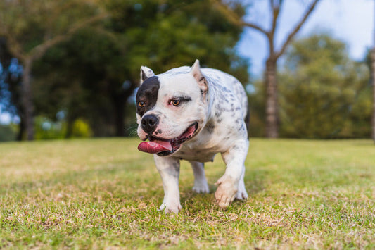 American Bully walking on grass with its tongue out during an outdoor outing