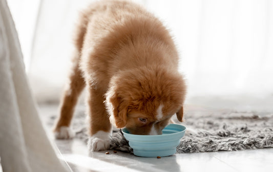 Choosing the Best Puppy Food for Your Growing Large Breed Dog