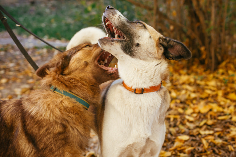 The Best Bark Collars for Large Dogs