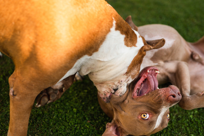 American Bulldog vs Pitbull - Differences, Similarities, and Which Is Right for You
