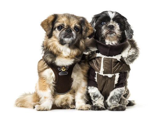 8 Best Coyote Vests for Dogs