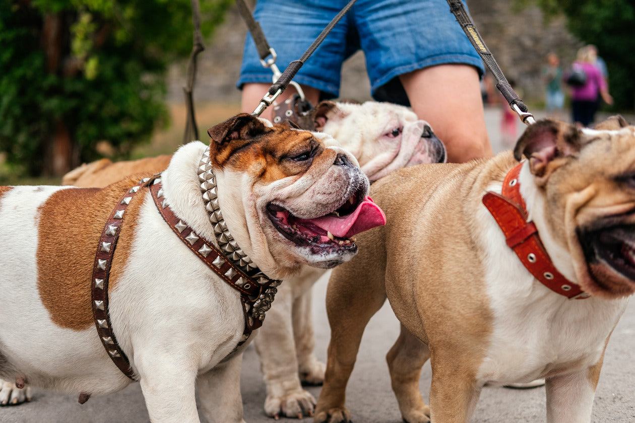 3 best Collar for Bulldogs - Comfort and Durability for Stocky Breeds