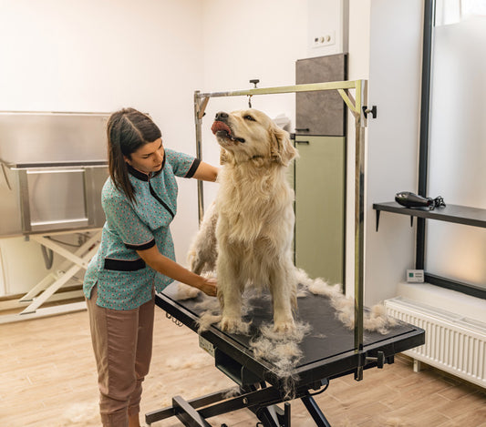 Discovering Large Non-shedding Dog Breeds