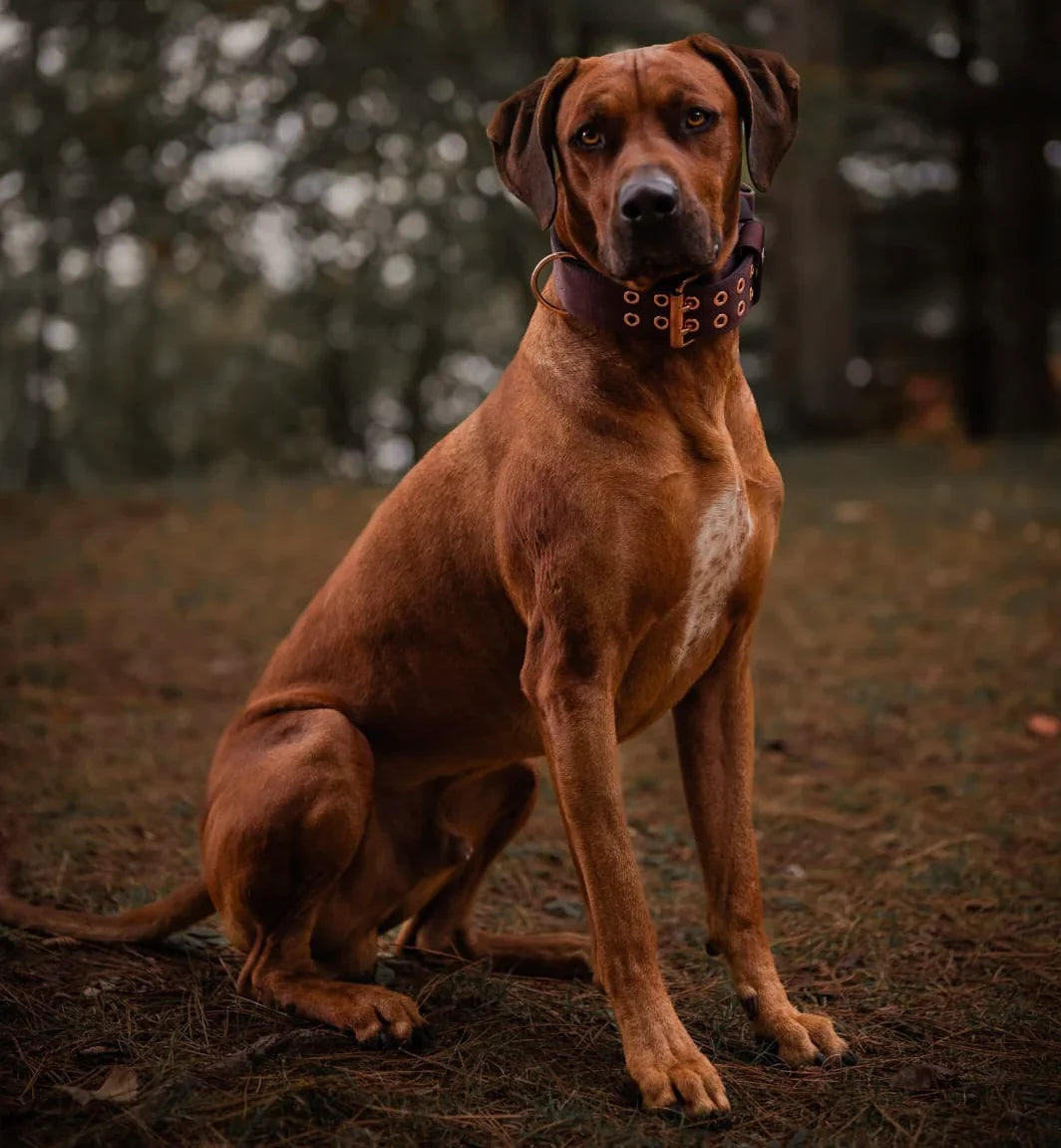 Dog Collars – Alpine Dog Co.