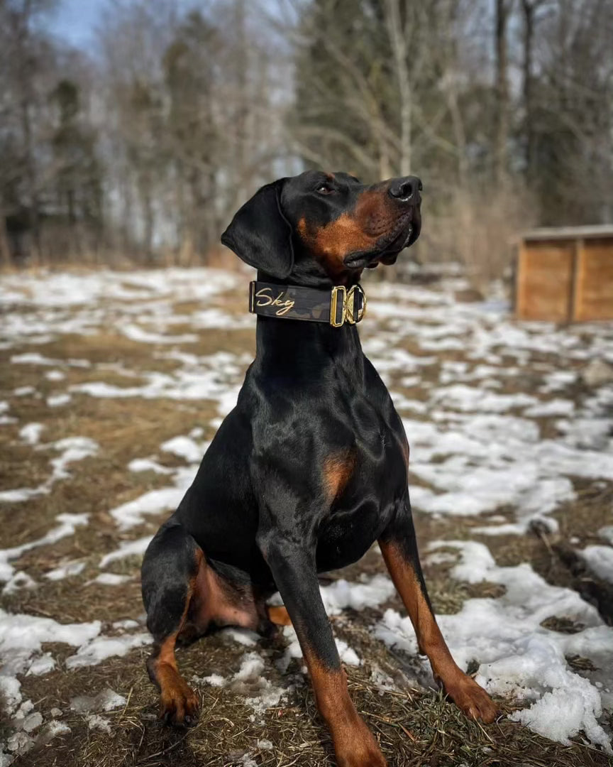 2" Tacti Luxe Dog Collar - Gold Camo