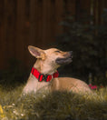 Load image into Gallery viewer, 1.5" Tacti Slim Dog Collar - Apple
