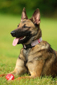 Load image into Gallery viewer, 1.5" Tacti Lite Dog Collar - Sofia (no handle)
